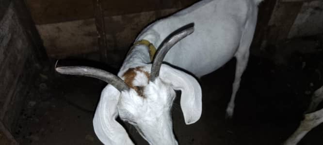 hadrabadi tapri 0size gabban