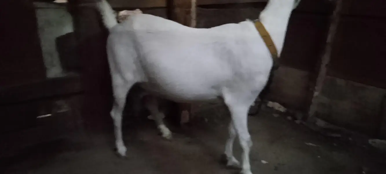 hadrabadi tapri 0size gabban — photo 2