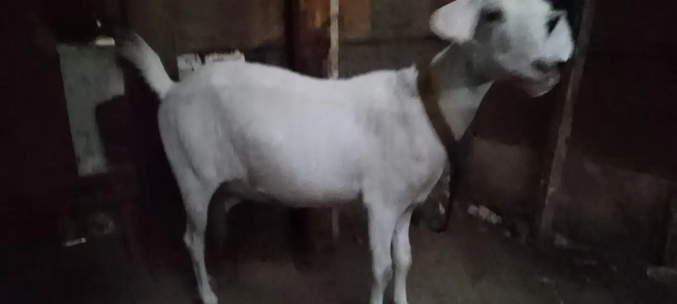 hadrabadi tapri 0size gabban — photo 3