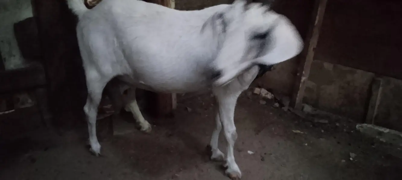 hadrabadi tapri 0size gabban — photo 4