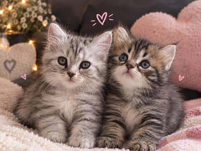 2 Kittens for Sale