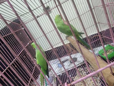 Green Raw Parrots