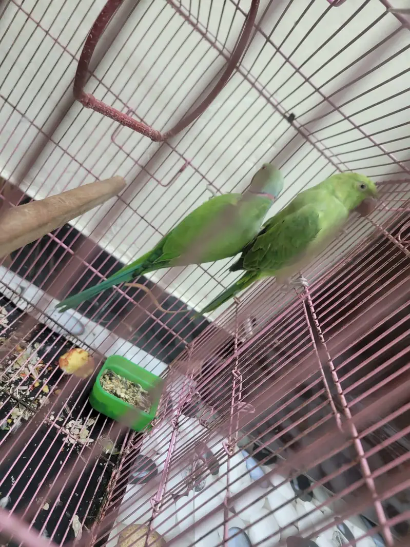 Green Raw Parrots — photo 2