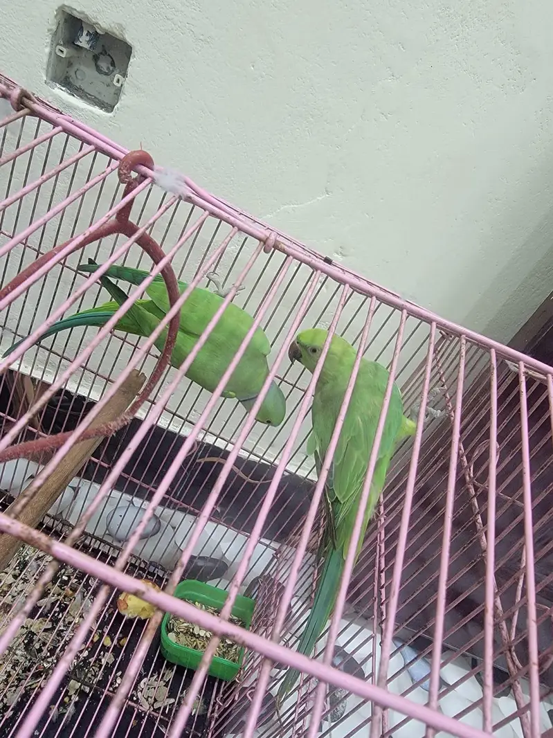 Green Raw Parrots — photo 3