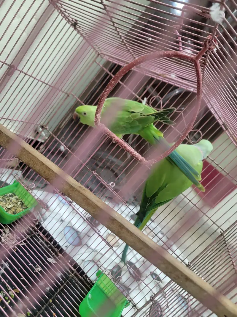 Green Raw Parrots — photo 4