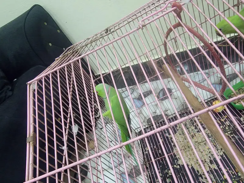 Green Raw Parrots — photo 5