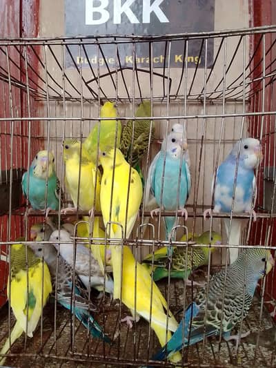 Budgies