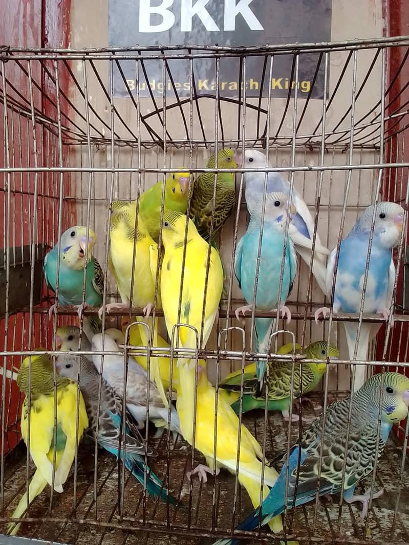 Budgies 1