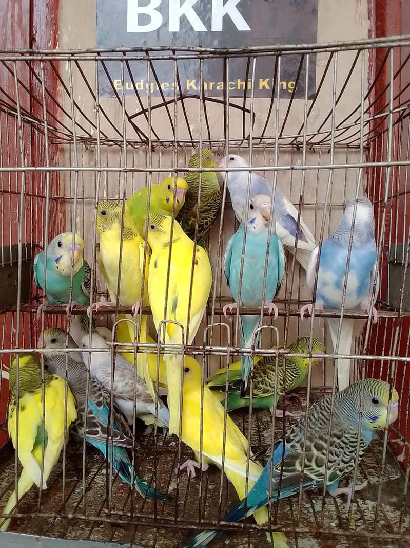 Budgies 2