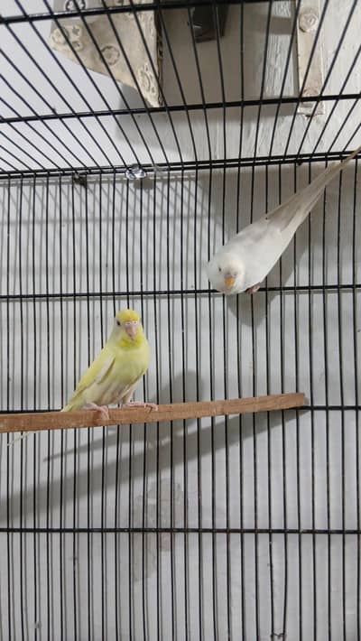 Red Eyes Budgies Breeding Pair