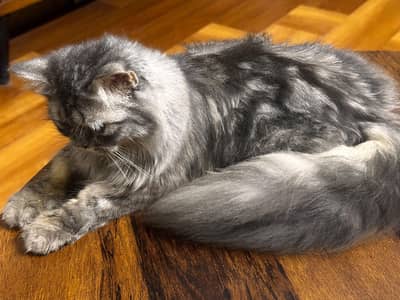 Selling my cat pair, male. female both