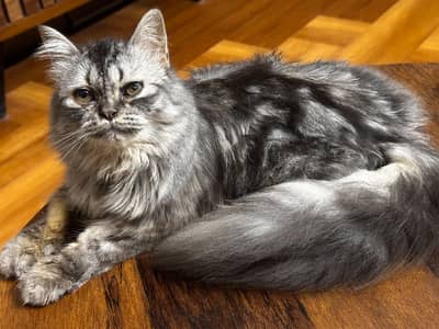 Selling my Male cat. . female sell hogaee