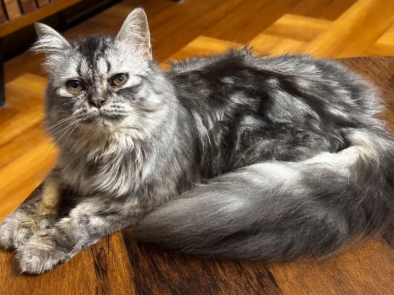 Selling my cat pair, male. female both — photo 2