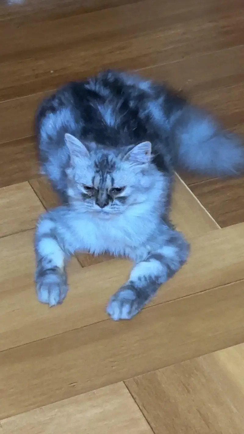 Selling my cat pair, male. female both — photo 3