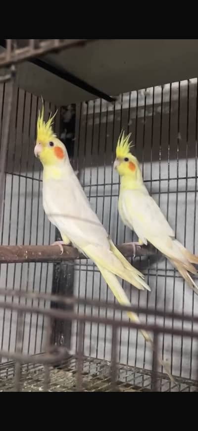 PAIR 03146000146