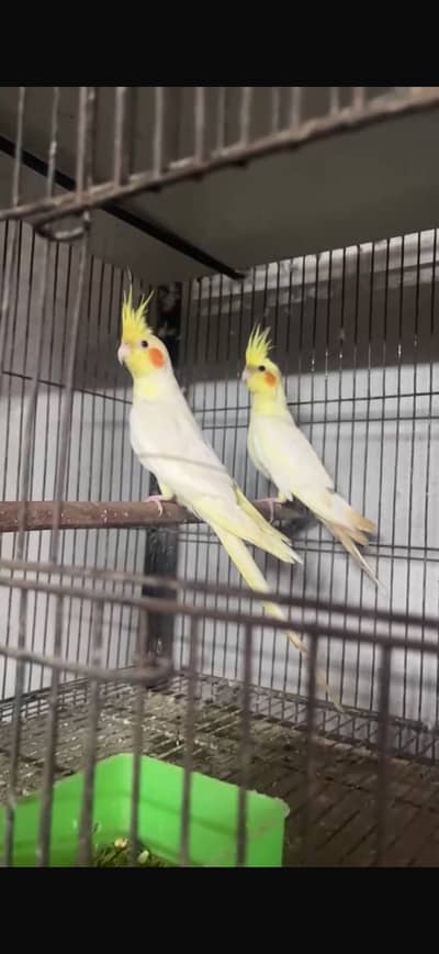 PAIR 03146000146