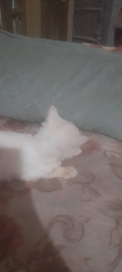 pursian American cat