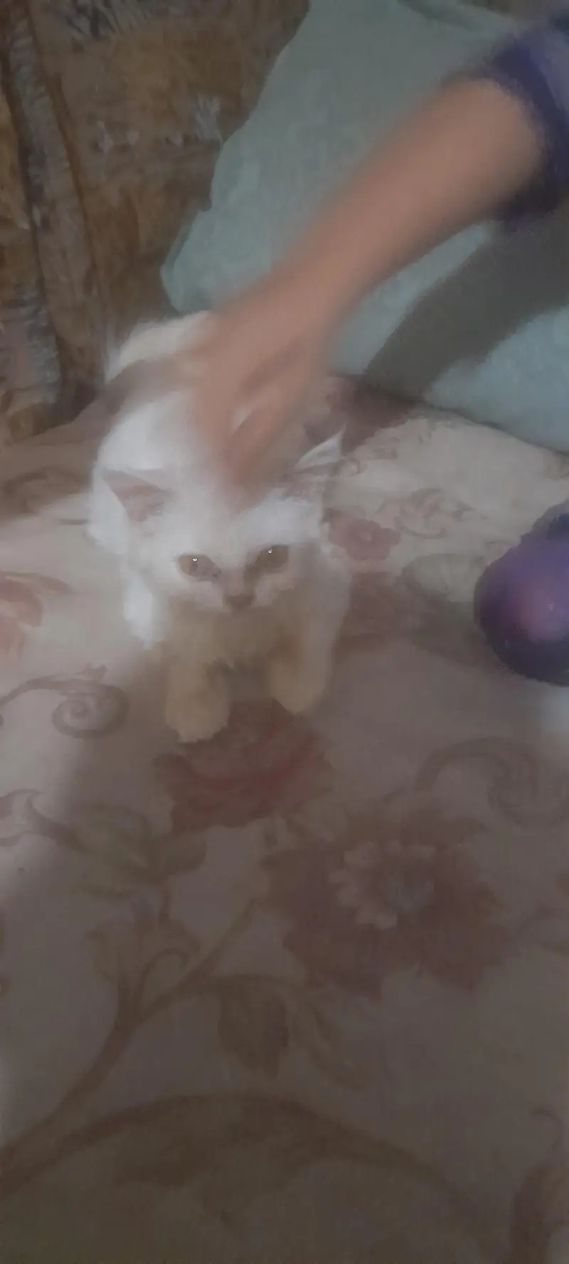 pursian American cat — photo 2