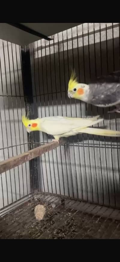 Beautiful pair no 03146000146