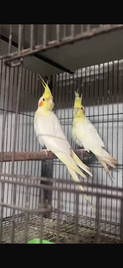 Beautiful pair no 03146000146