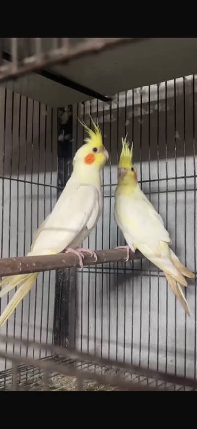 Beautiful pair no 03146000146