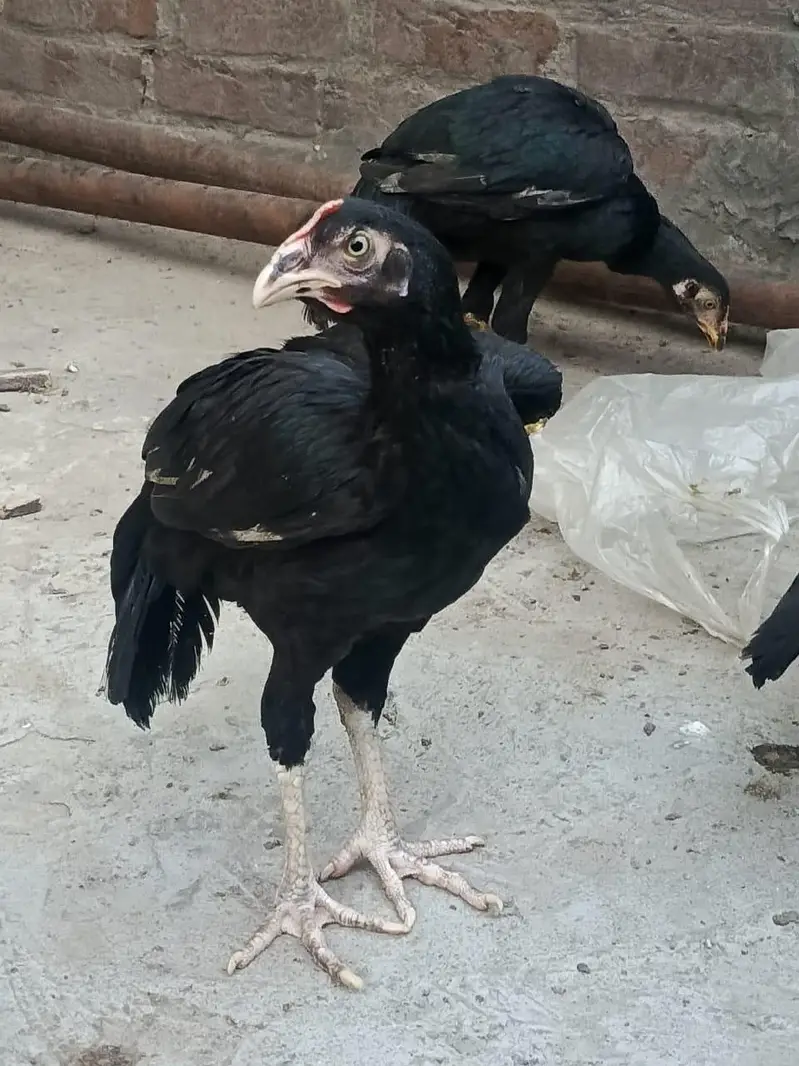 Thai cross madia bengum Madi Thai madia achi nasal ki hai03249430851 — photo 2