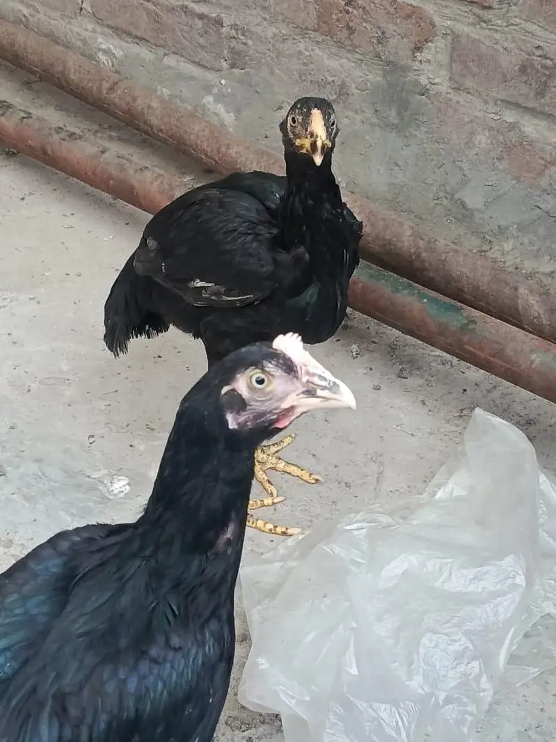 Thai cross madia bengum Madi Thai madia achi nasal ki hai03249430851 — photo 4
