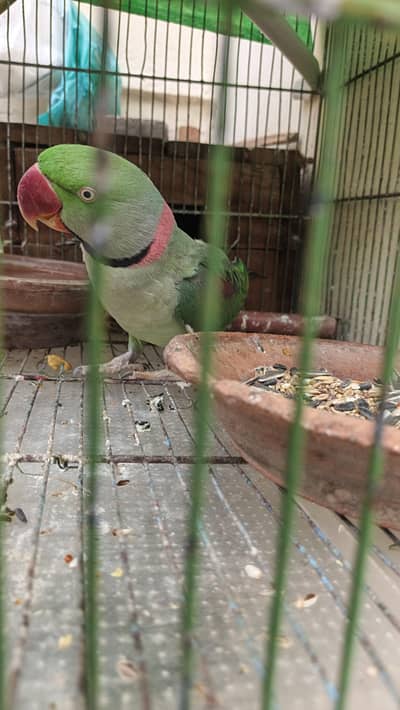 Raw parrot for sale serious buyer contact karien