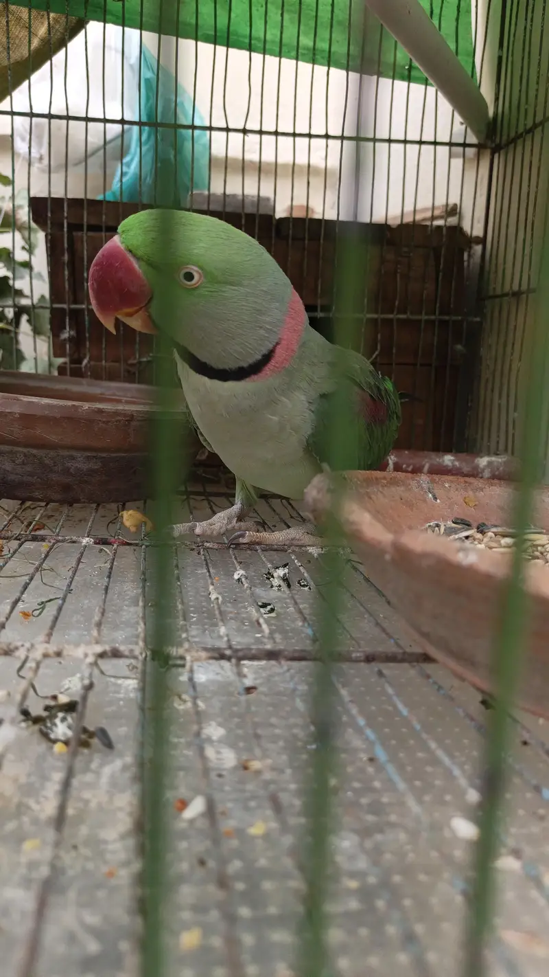 Raw parrot for sale serious buyer contact karien — photo 2