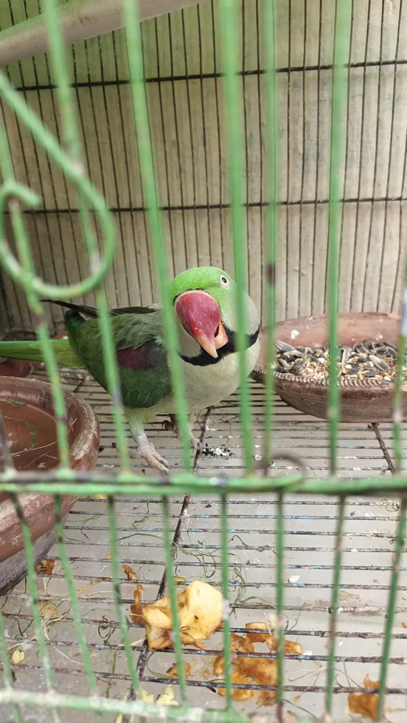 Raw parrot for sale serious buyer contact karien — photo 3