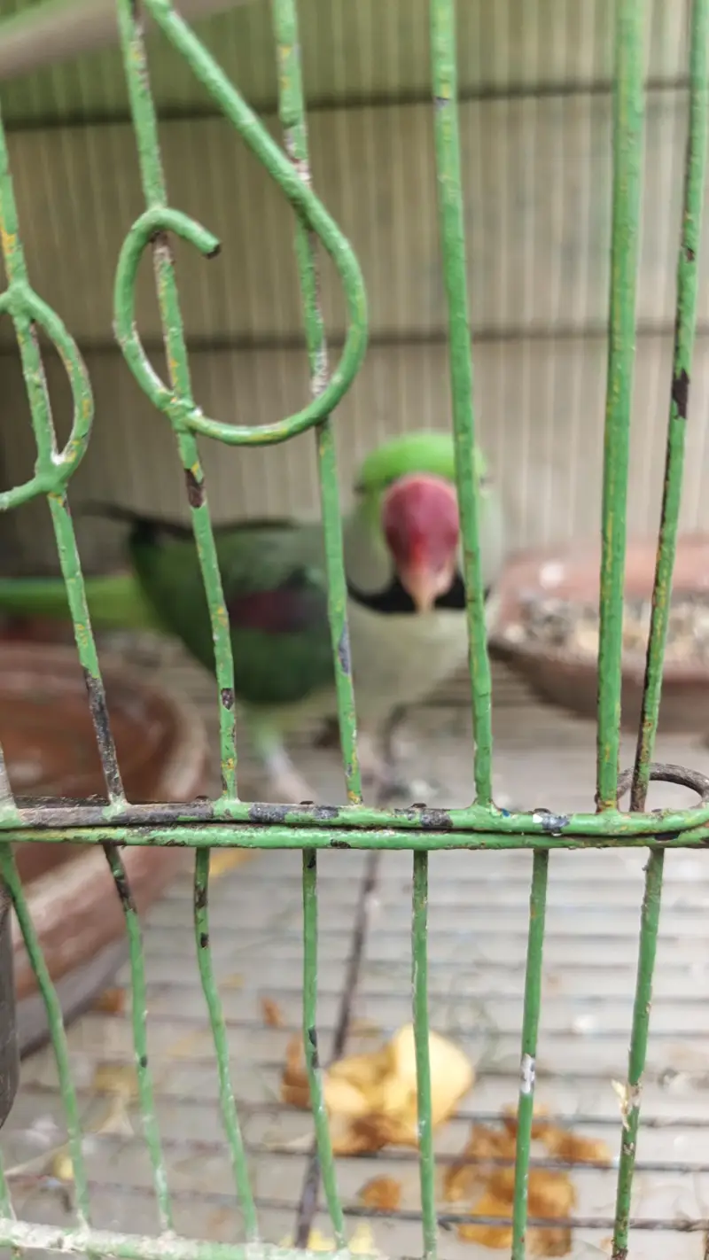 Raw parrot for sale serious buyer contact karien — photo 4