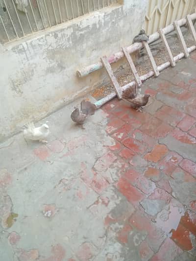big cage 12portion open bhi ho jata h full jitne portion bna lo