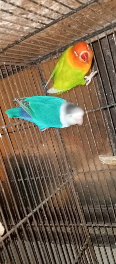love birds pair for sale