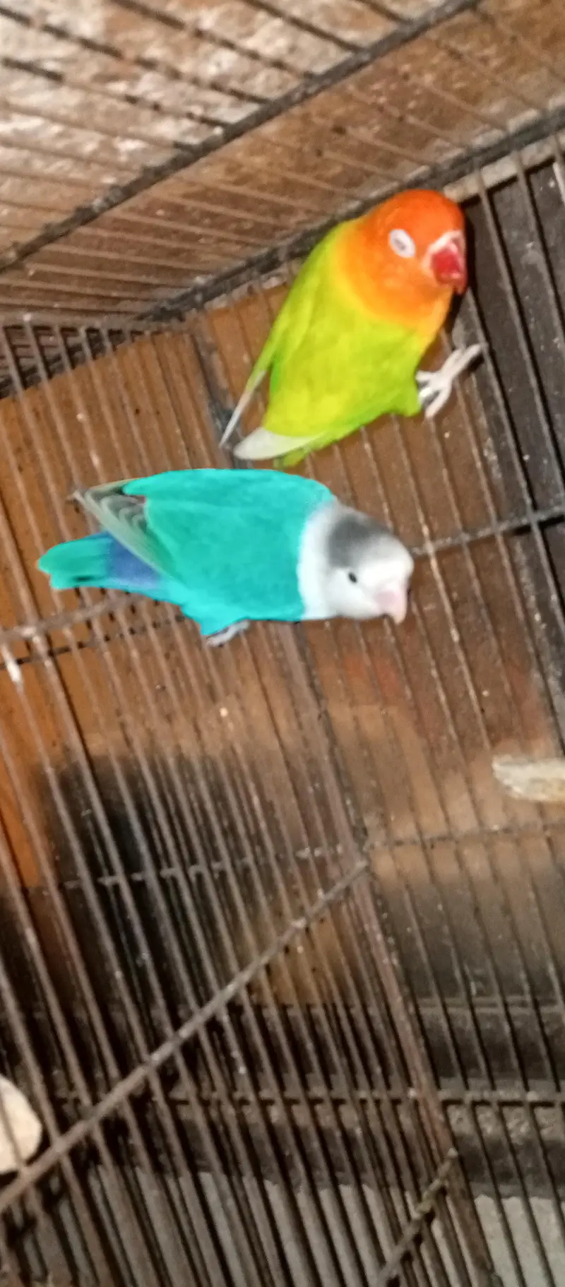 love birds pair for sale — photo 2