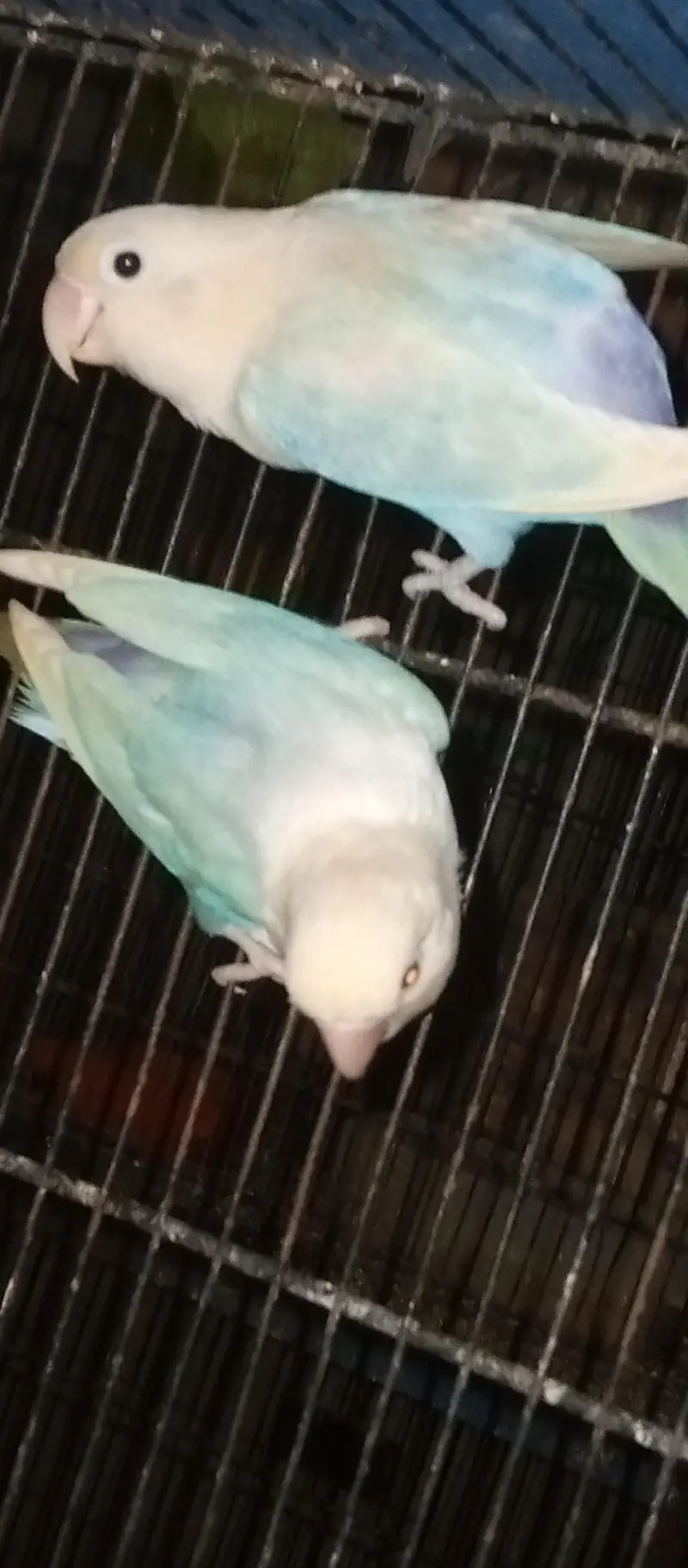 love birds pair for sale — photo 3