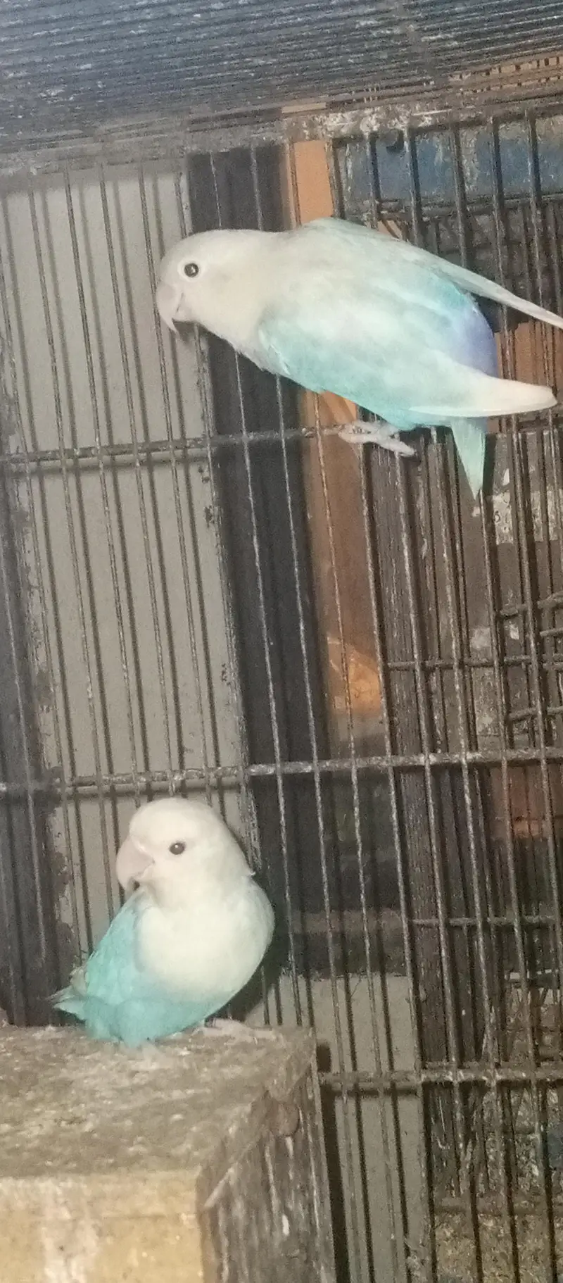 love birds pair for sale — photo 4