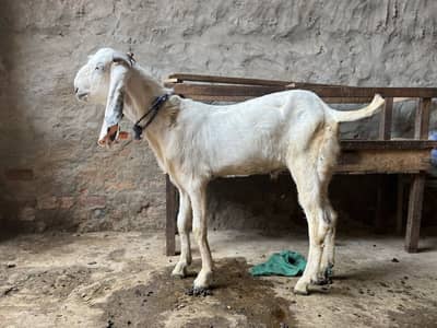 Goats for sale
