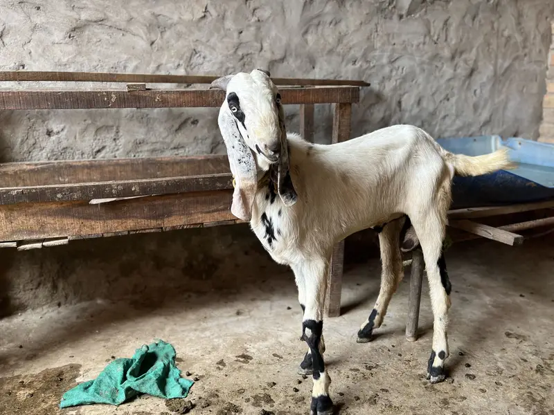 Goats for sale — photo 2