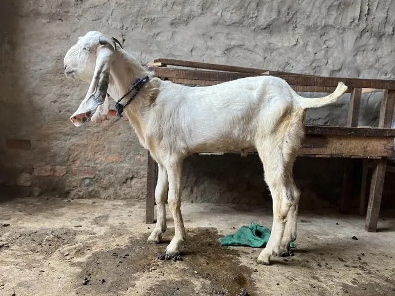 Goats for sale — photo 3
