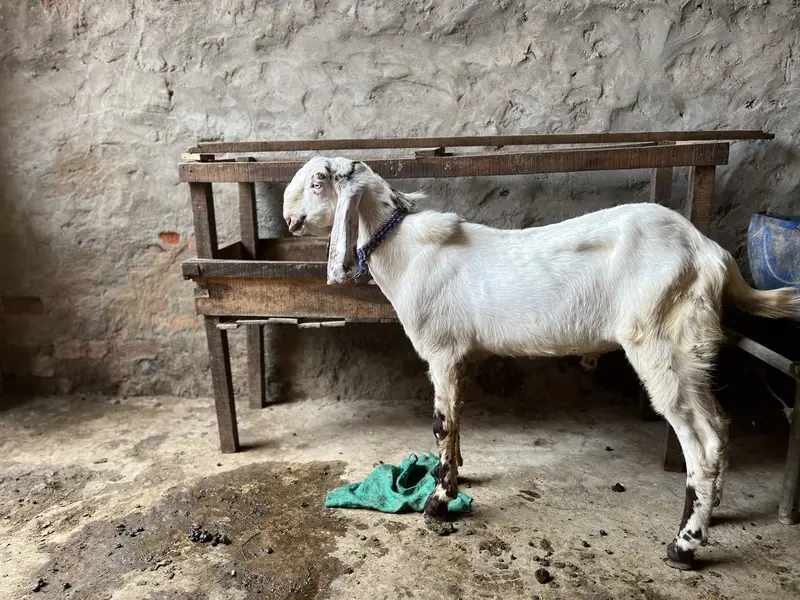 Goats for sale — photo 4