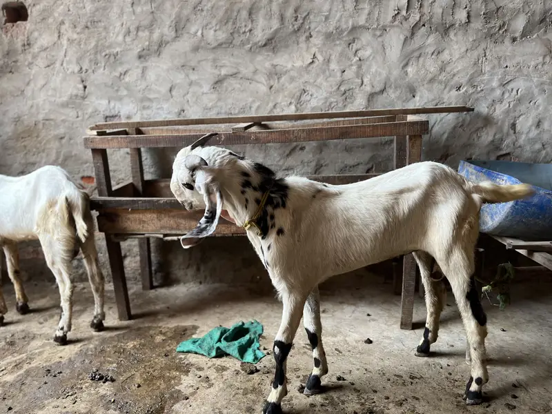 Goats for sale — photo 5