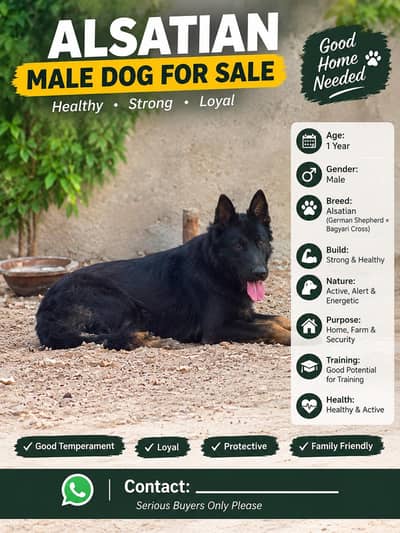 Alsatian bagyari