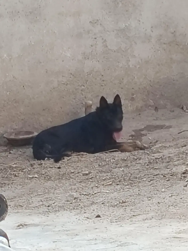 Alsatian bagyari — photo 2