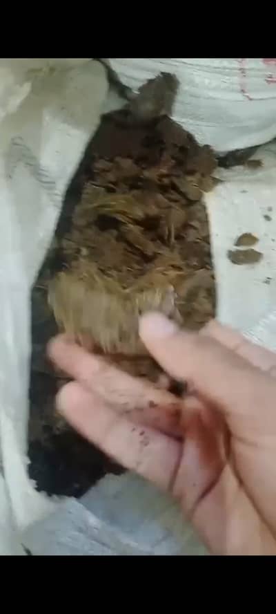 Cow and Buffalo feed (khal sarso and canola)