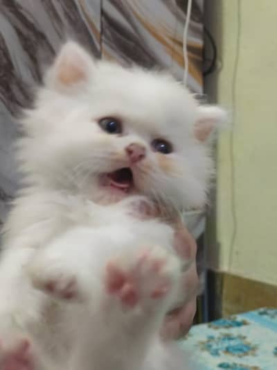 Persian kitten male and femle