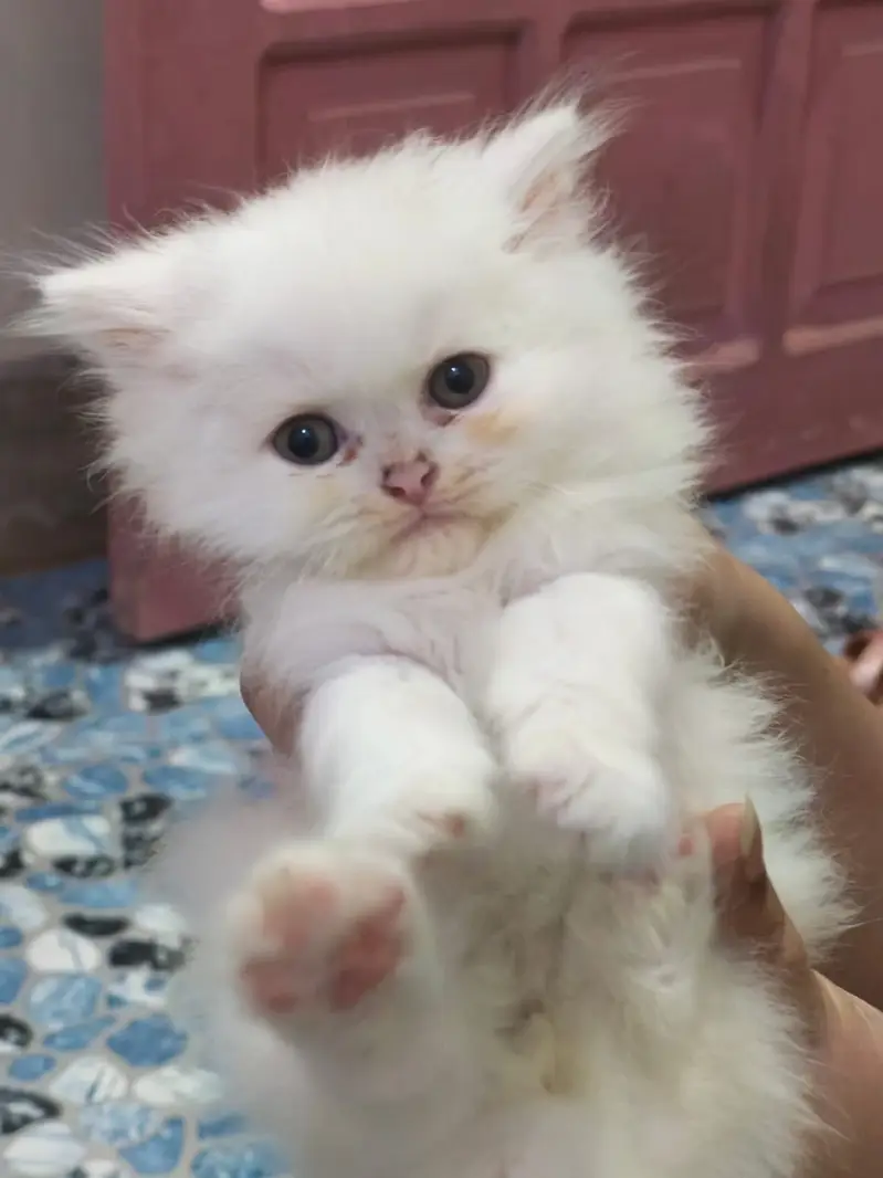 Persian kitten male and femle — photo 2