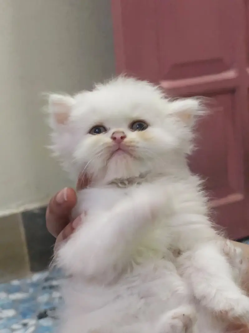 Persian kitten male and femle — photo 3