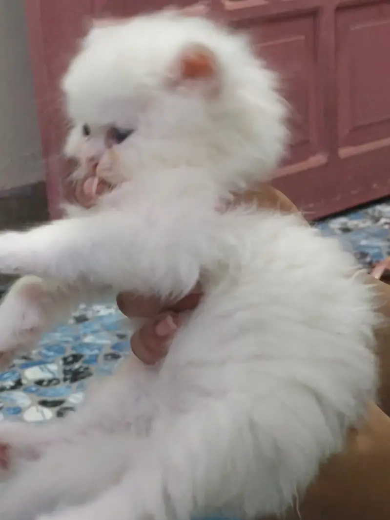 Persian kitten male and femle — photo 4