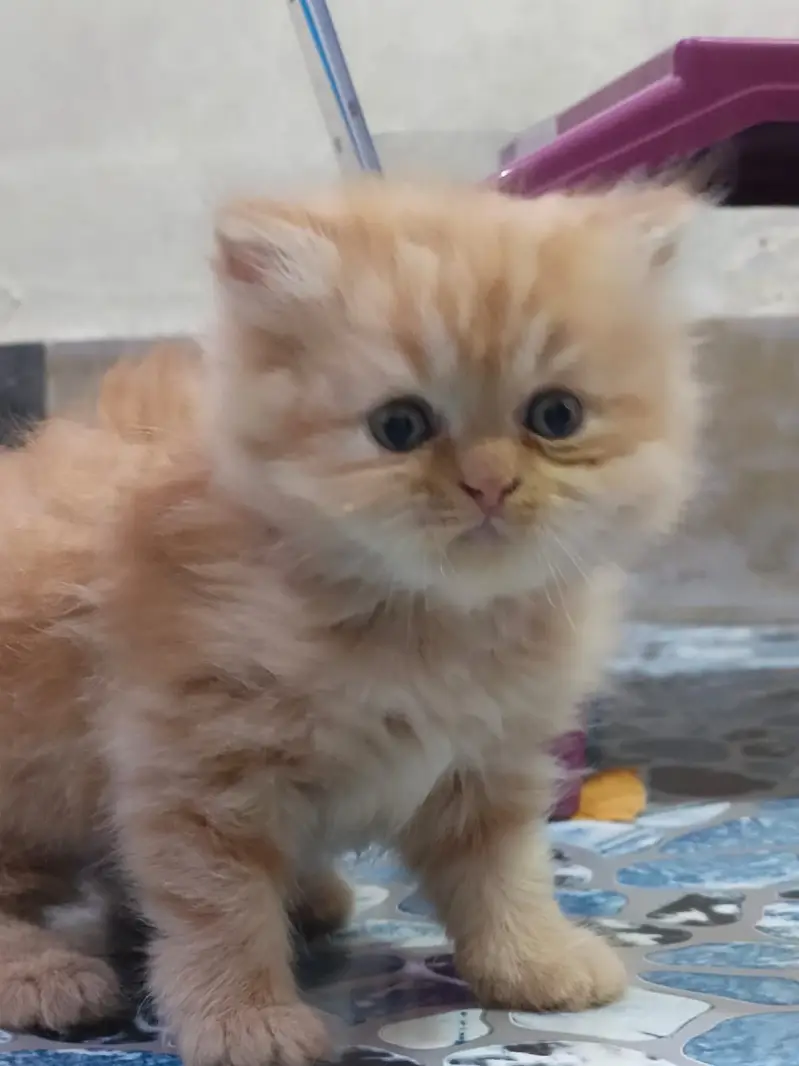 Persian kitten male and femle — photo 5