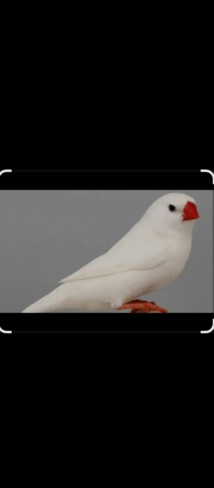 love birds pair for sale — photo 6